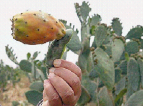 figue de babarie