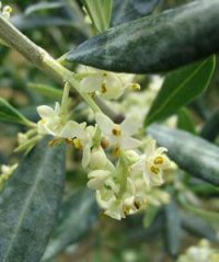 olives