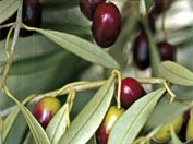 olives
